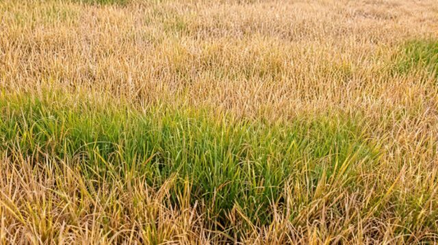 Lahan yang di sabotase orang tak dikenal