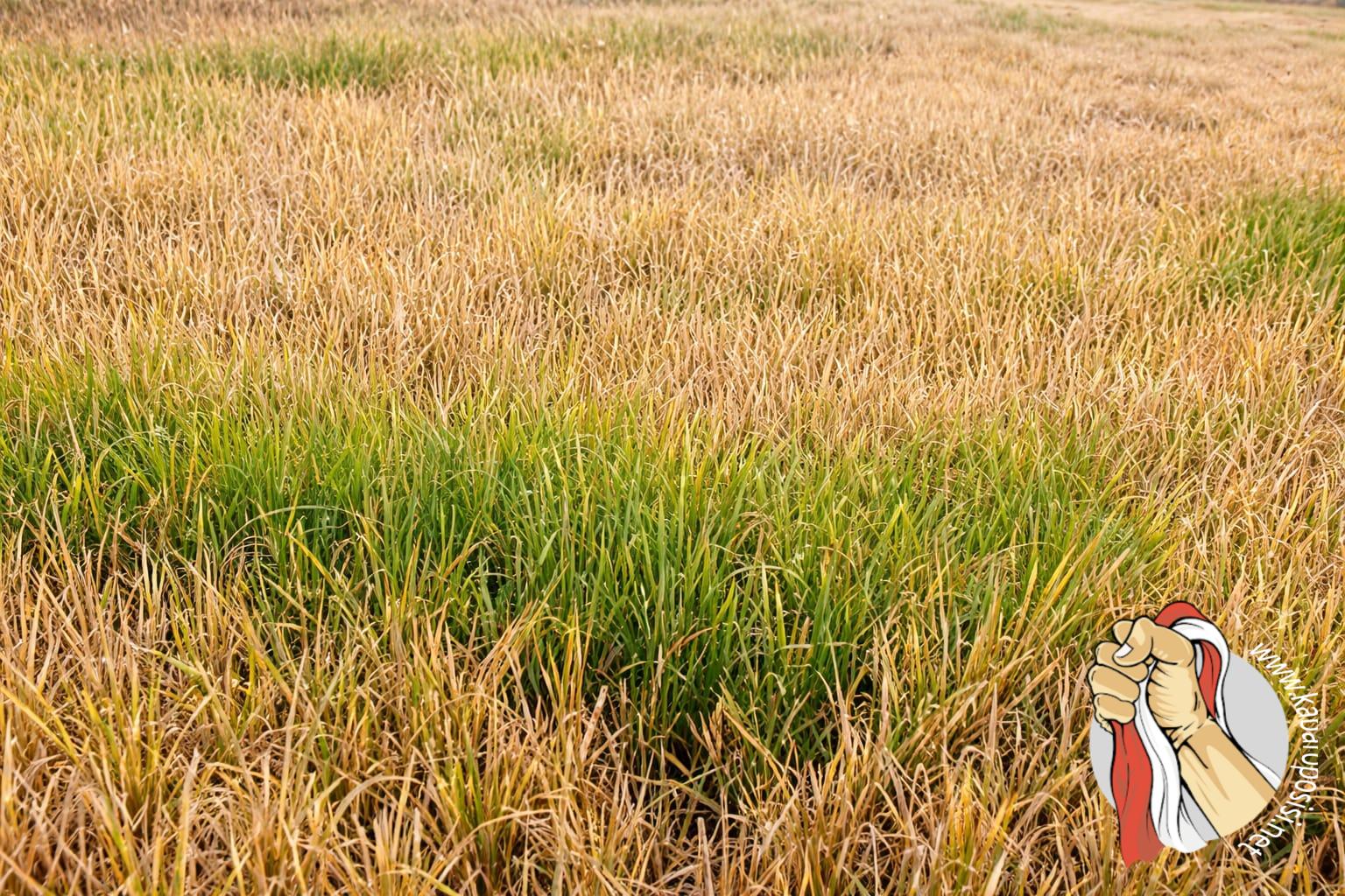 Lahan yang di sabotase orang tak dikenal